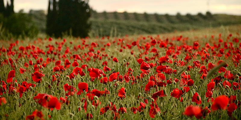 Poppy field